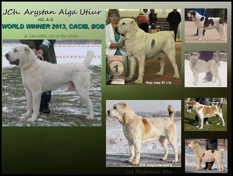 pedigree-20utiur-203.jpg