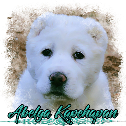tlacitko-abelga.jpg