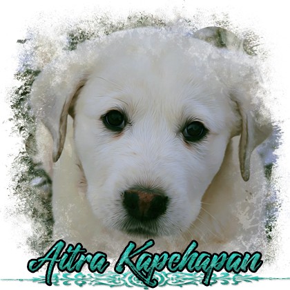 tlacitko-aitra.jpg