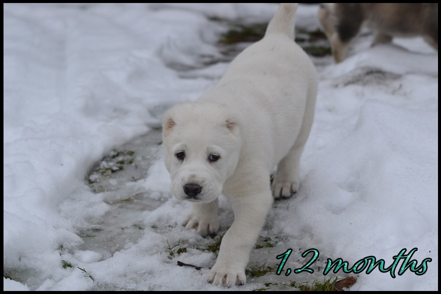 amna-kapehapan-1-2m.jpg