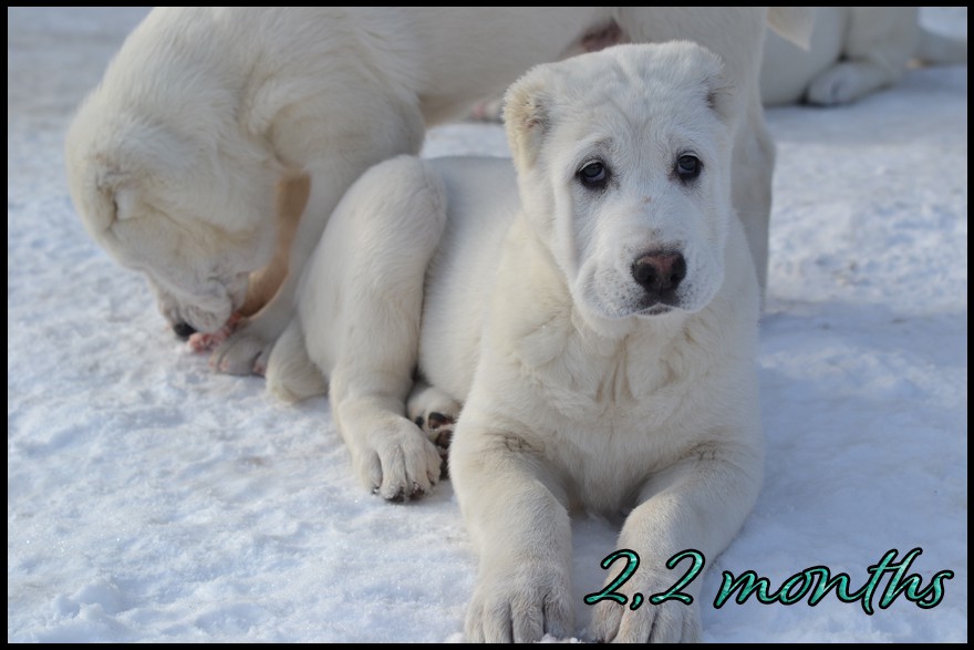 amna-kapehapan-2-2m.jpg
