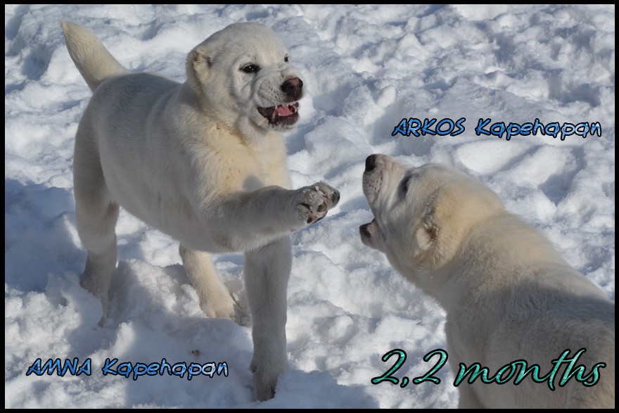 amna-kapehapan-2-2mo.jpg