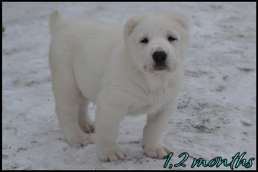 arkos-kapehapan-1-2m.jpg