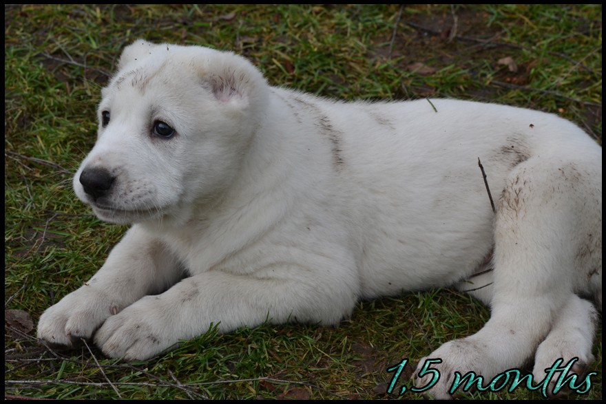 arkos-kapehapan-1-5m.jpg