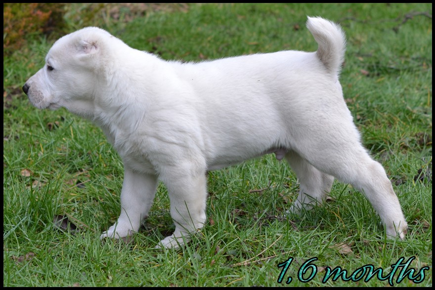 arkos-kapehapan-1-6m.jpg