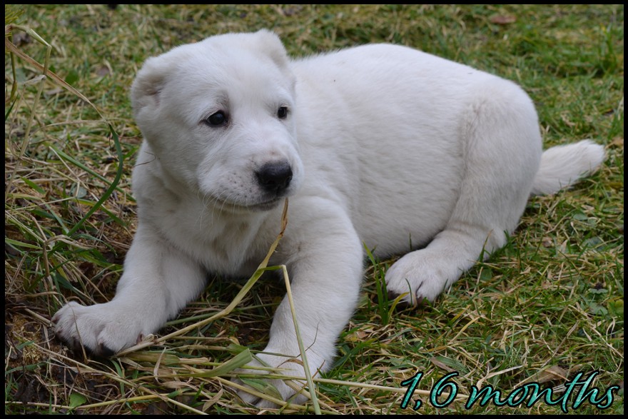 arkos-kapehapan-1-6mo.jpg