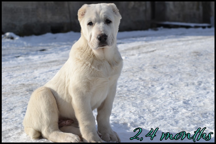 arkos-kapehapan-2-4m.jpg