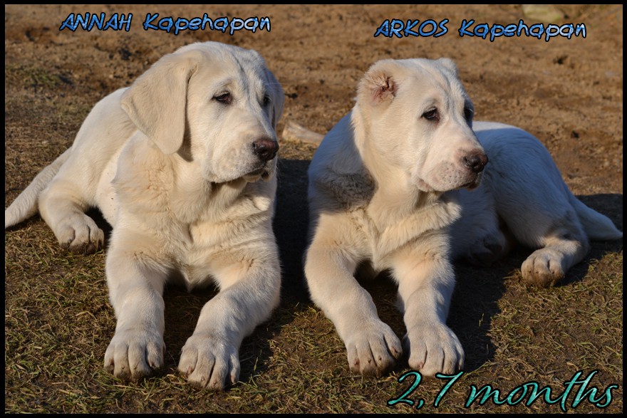 arkos-kapehapan-2-7m.jpg