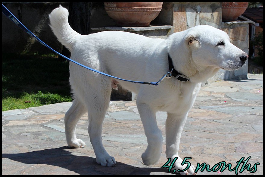 arkos-kapehapan-4-5m.jpg