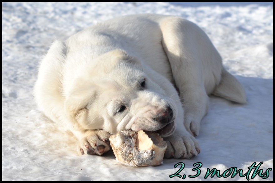 arkos-kapehapan-2-3m.jpg