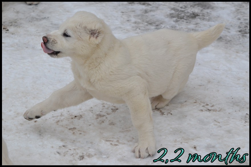 abelga-kapehapan-2-2m.jpg