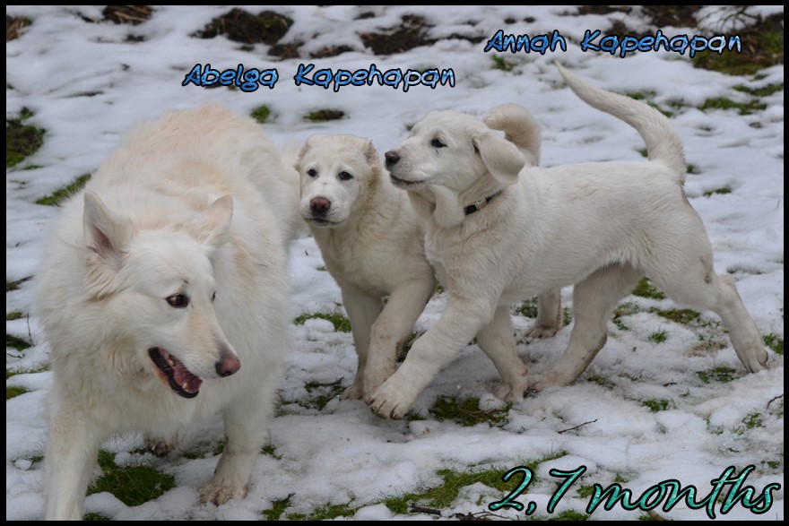 abelga-kapehapan-2-7m.jpg