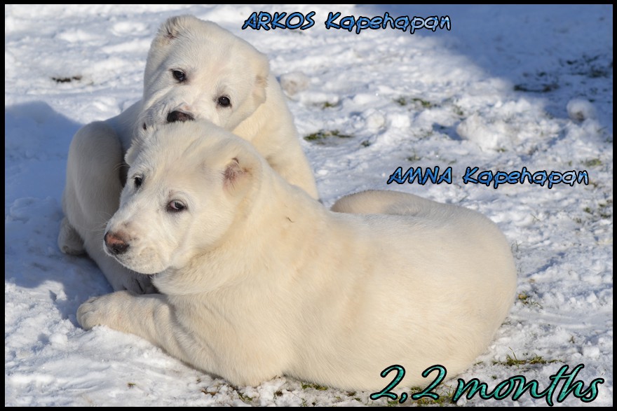 amna-arkos-kapehapan-2-2m.jpg