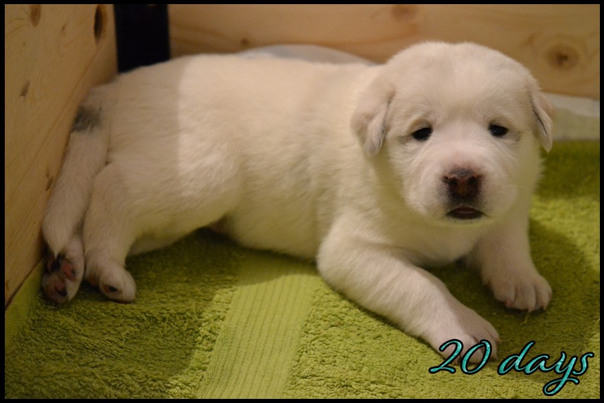aitra-kapehapan-20d.jpg