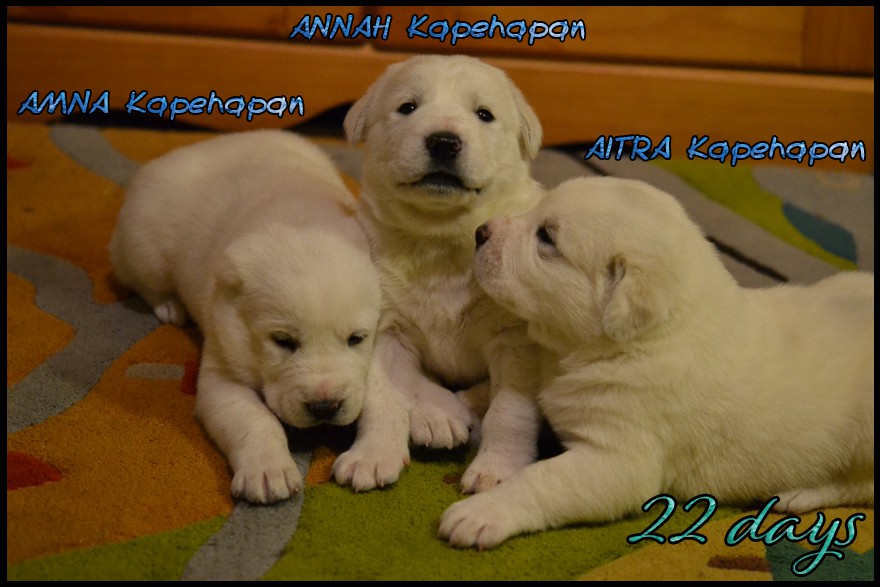 aitra-amna-annah-kapehapan-22d.jpg