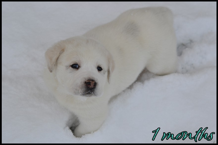 aitra-kapehapan-1m.jpg
