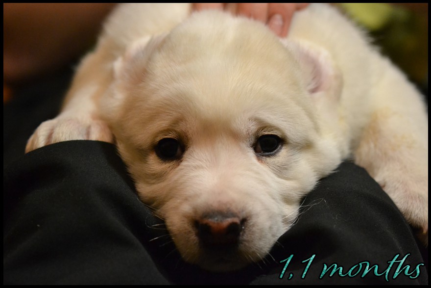 aitra-kapehapan-1-1m.jpg