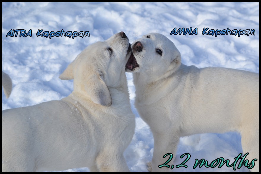 aitra-amna-kapehapan-2-2m.jpg