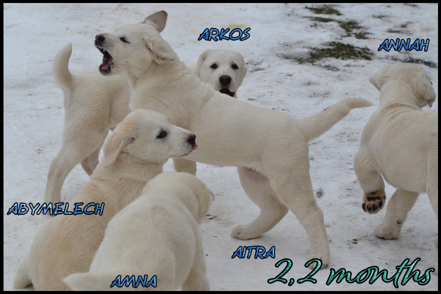 aitra-arkos-abymelech-kapehapan-2-2m.jpg