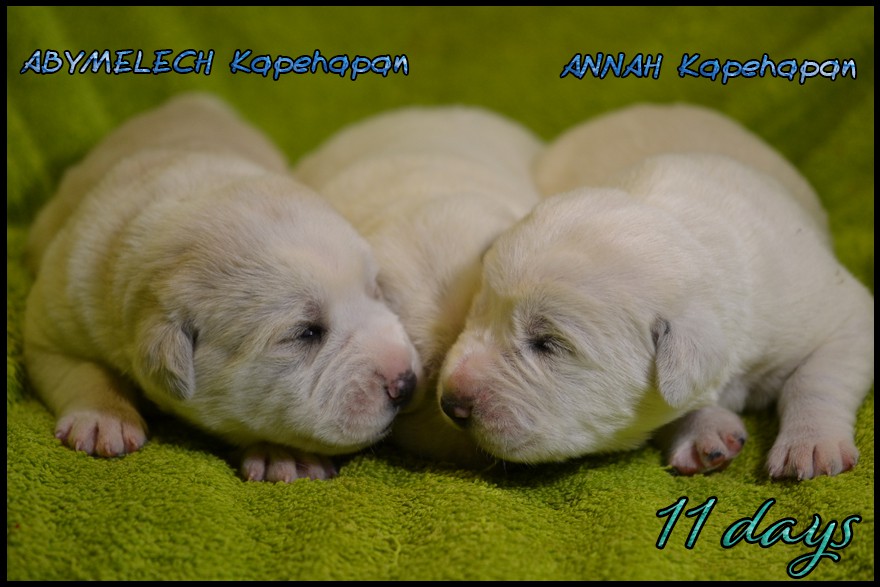 abymelech---annah-kapehapan-11d.jpg