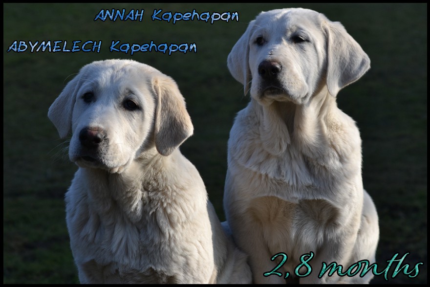 abymelech-annah-kapehapan-2-8m.jpg