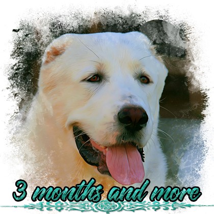 tlacitko-amber-3-months-and-more.jpg