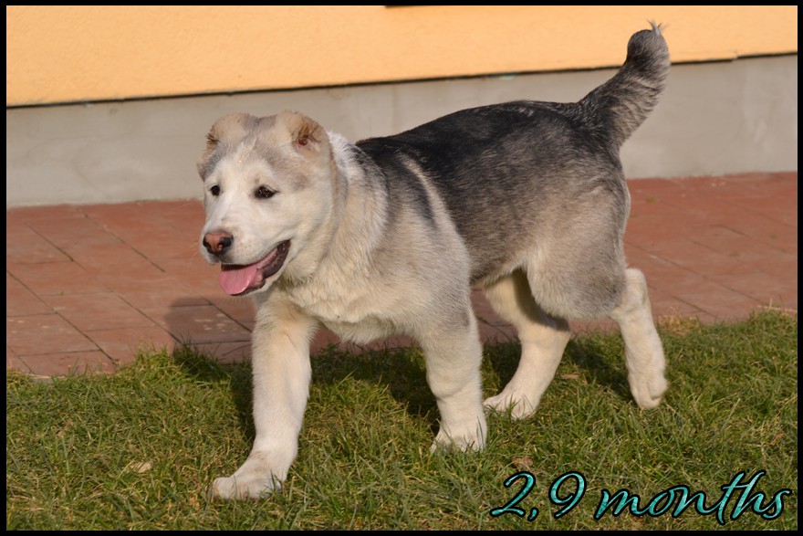 amber-kapehapan-2-9m.jpg